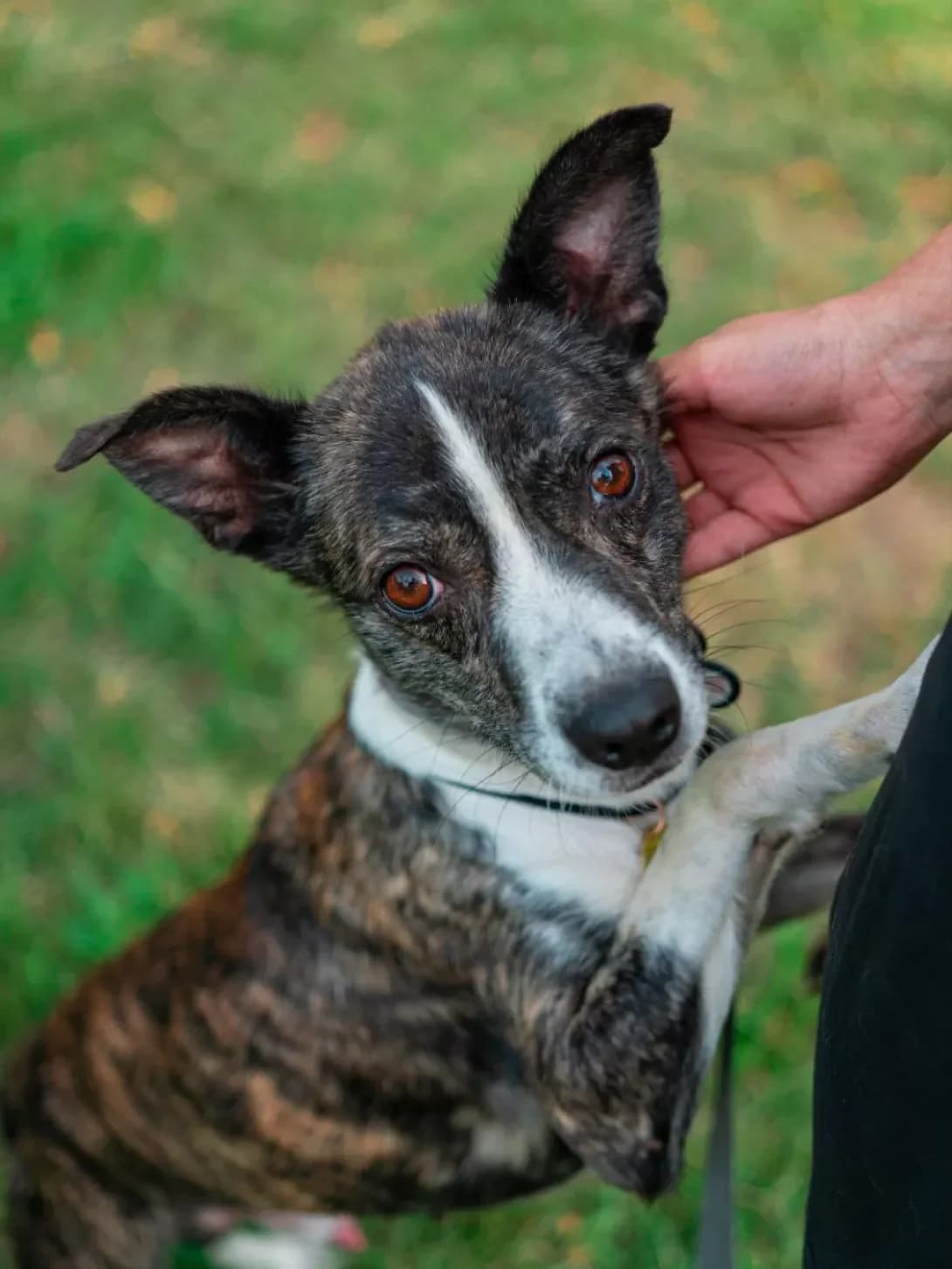 Kurd (Курд), male 3yo Mixed Breed for adoption at Happy Paw Kyiv