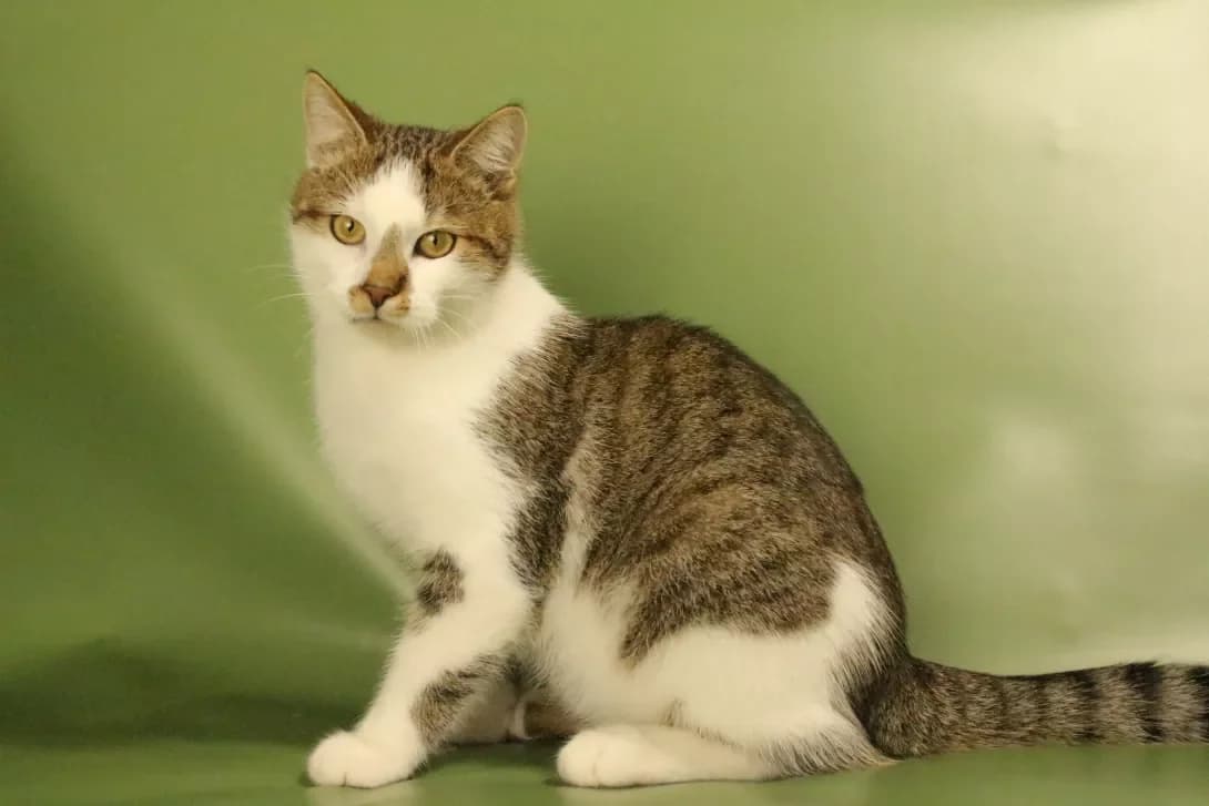 Lemur (Лемур), male 3yo Mixed Breed for adoption at Happy Paw Kyiv