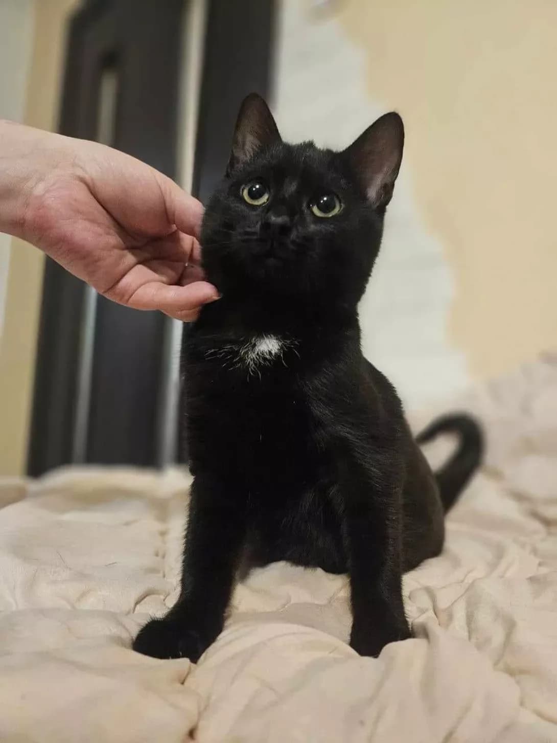 Pugovka (Пуговка), female young Mixed Breed for adoption at Happy Paw Kyiv