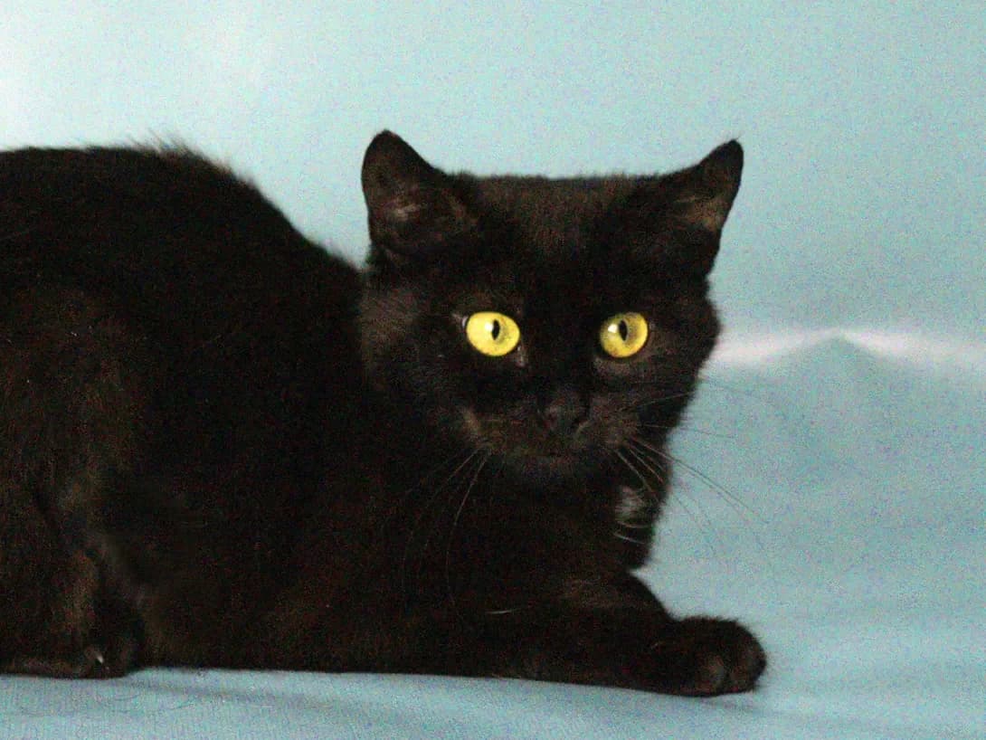 Mika (Міка), female 3yo Mixed Breed for adoption at Happy Paw Kyiv