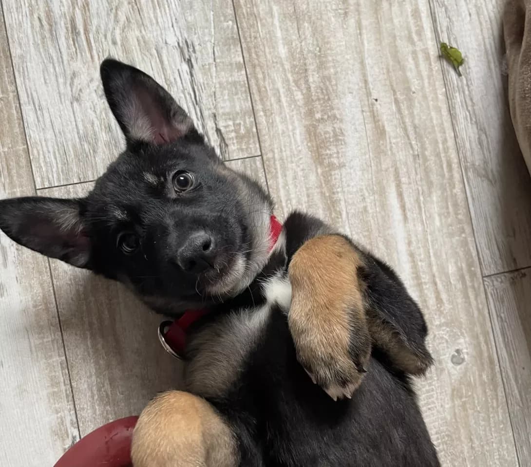 Mishka (Мішка), female young Mixed Breed for adoption at Happy Paw Kyiv