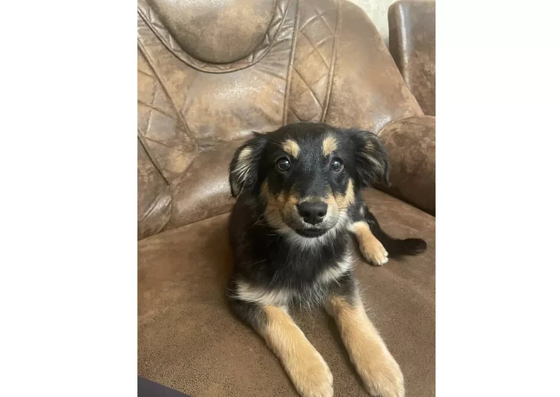Divchinka (Дівчинка), female young Mixed Breed for adoption at Happy Paw Kyiv