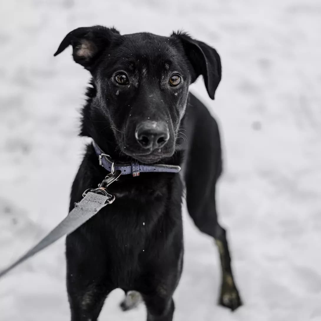 Niks (Нікс), male 3yo Mixed Breed for adoption at Happy Paw Kyiv