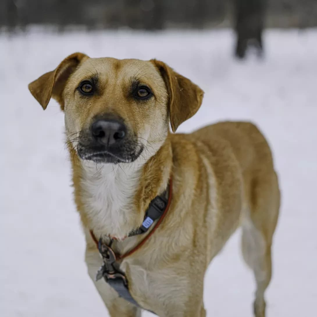 Irpin (Ірпінь), male 5yo Mixed Breed for adoption at Happy Paw Kyiv