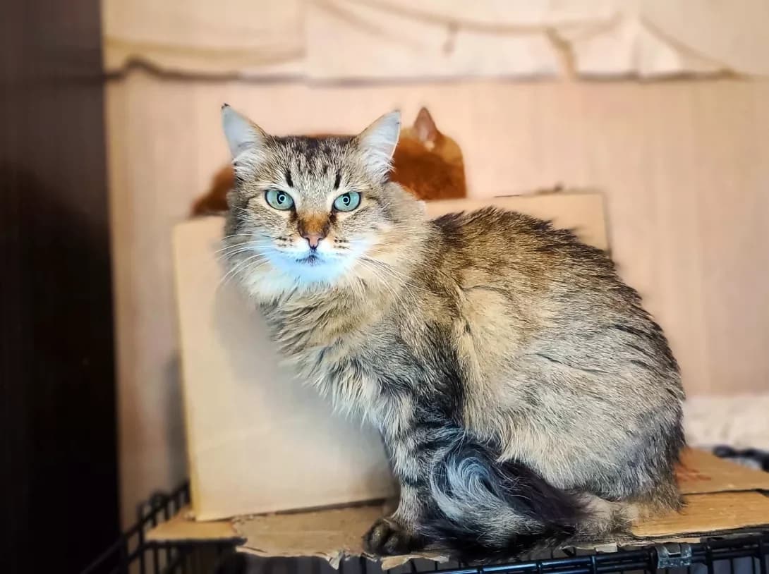 Kedra (Кедра), female 3yo Mixed Breed for adoption at Happy Paw Kyiv