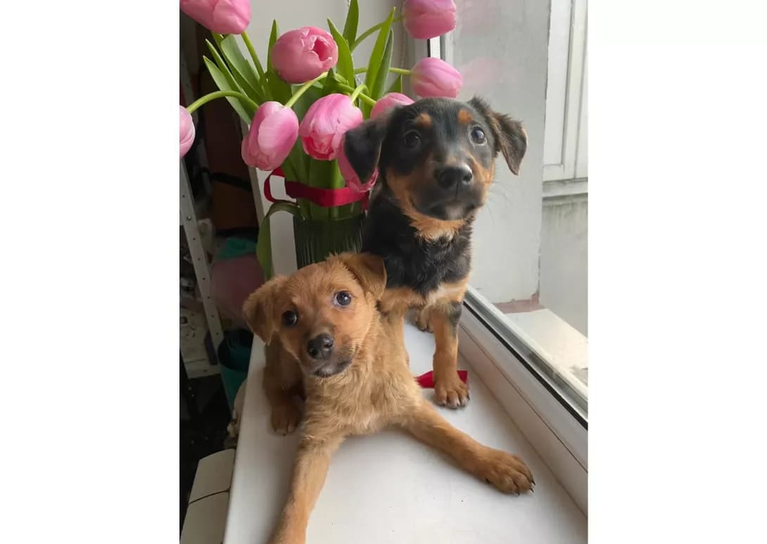 Beki, Sirena, Dzhon (Бекі, Сирена, Джон), female young Mixed Breed for adoption at Happy Paw Kyiv