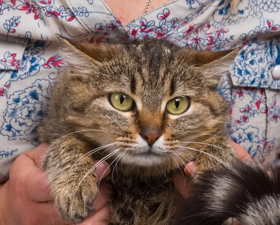 Alisa (Алиса), female 3yo Mixed Breed for adoption at Happy Paw Kyiv