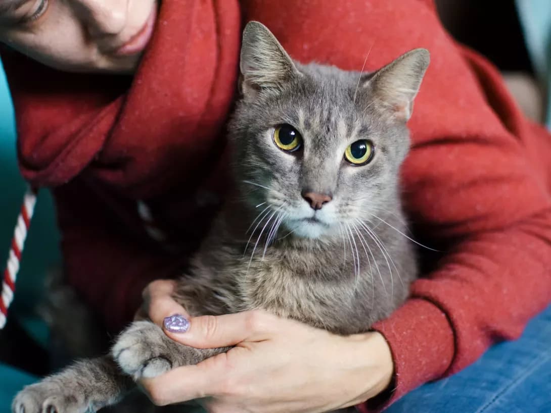Bos (Бос), male 5yo Mixed Breed for adoption at Happy Paw Kyiv