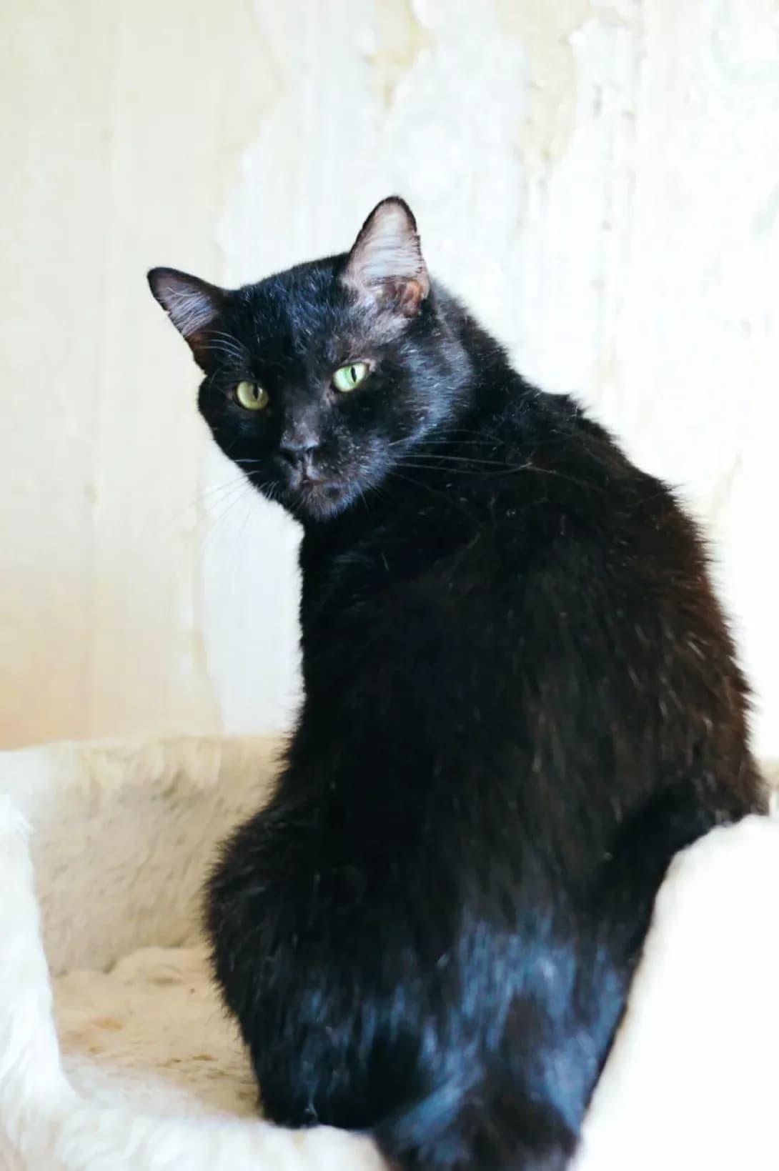 Kevin (Кевин), male 5yo Mixed Breed for adoption at Happy Paw Kyiv