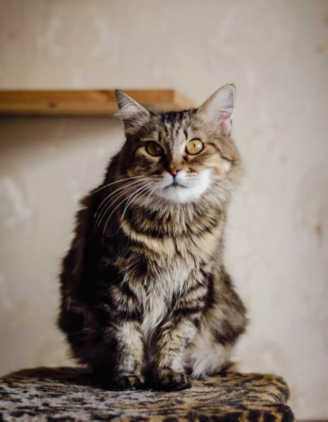 Samanta (Саманта), female 3yo Mixed Breed for adoption at Happy Paw Kyiv