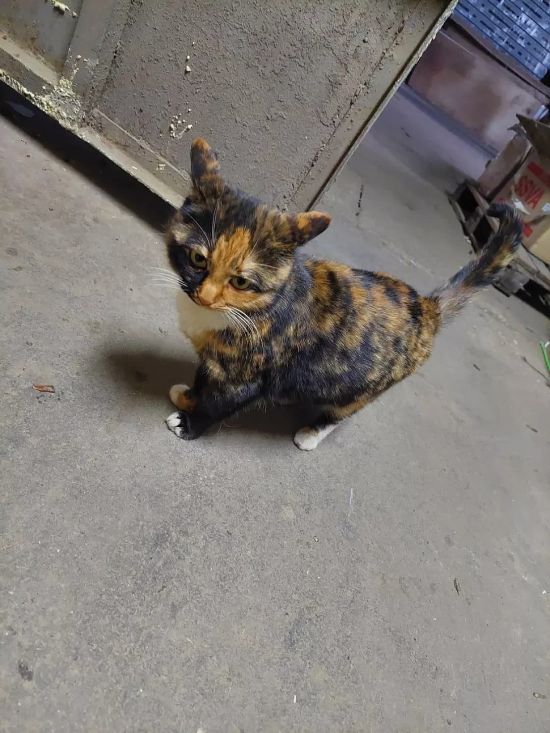 Murka (Мурка), female senior Mixed Breed for adoption at Happy Paw Kyiv