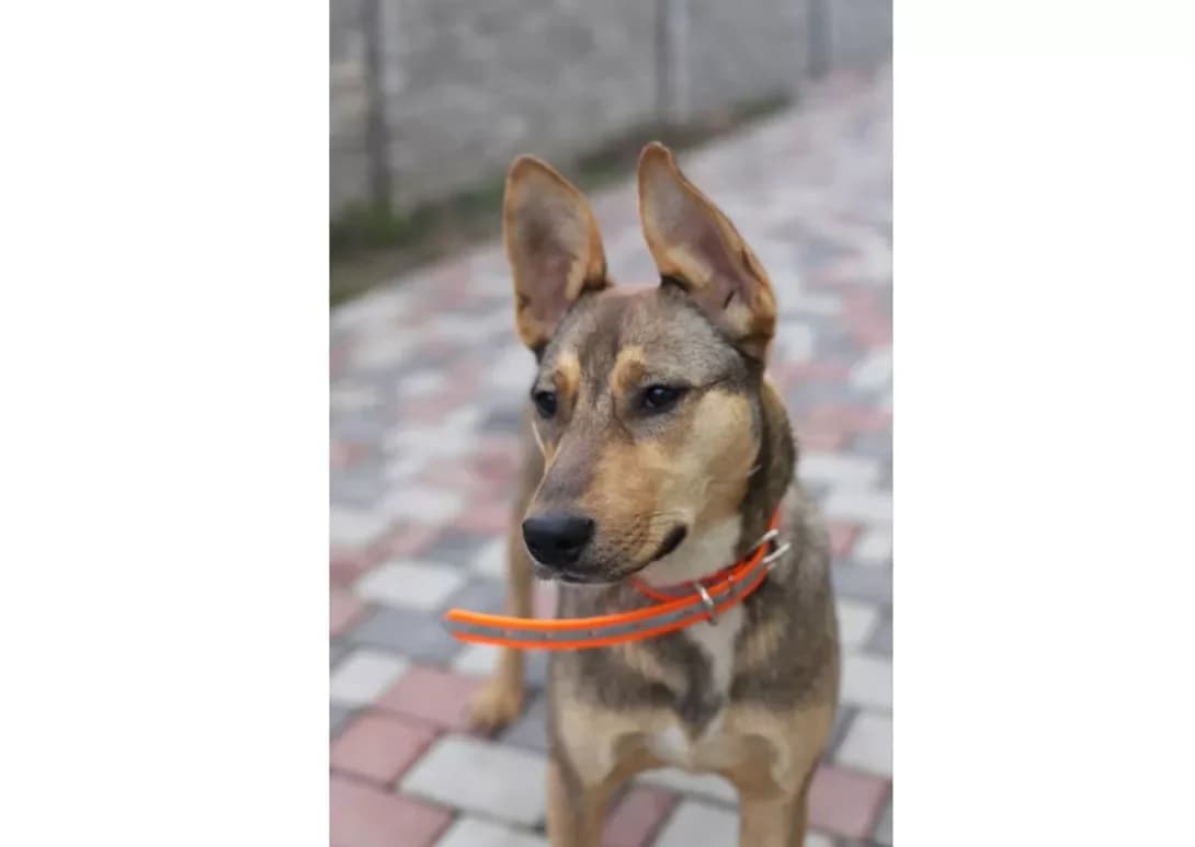 Isa (Іса), female 3yo Mixed Breed for adoption at Happy Paw Kyiv