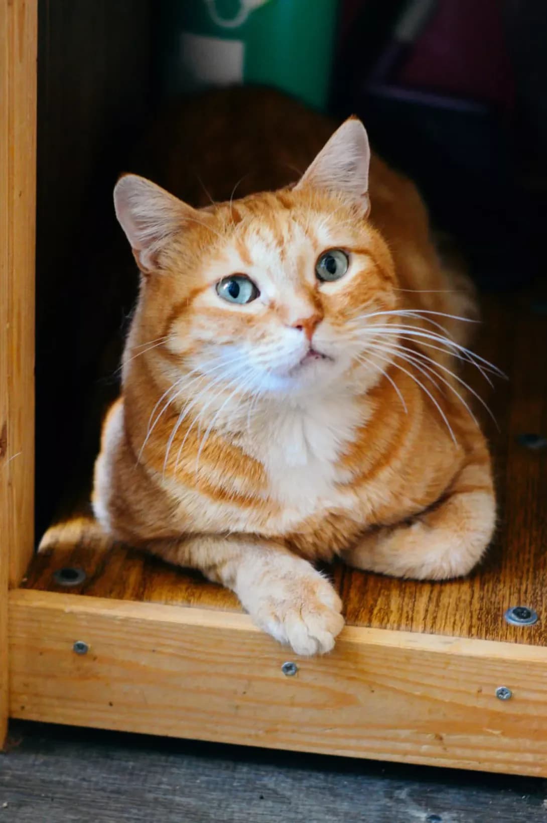 Svitanok (Світанок), male 3yo Mixed Breed for adoption at Happy Paw Kyiv