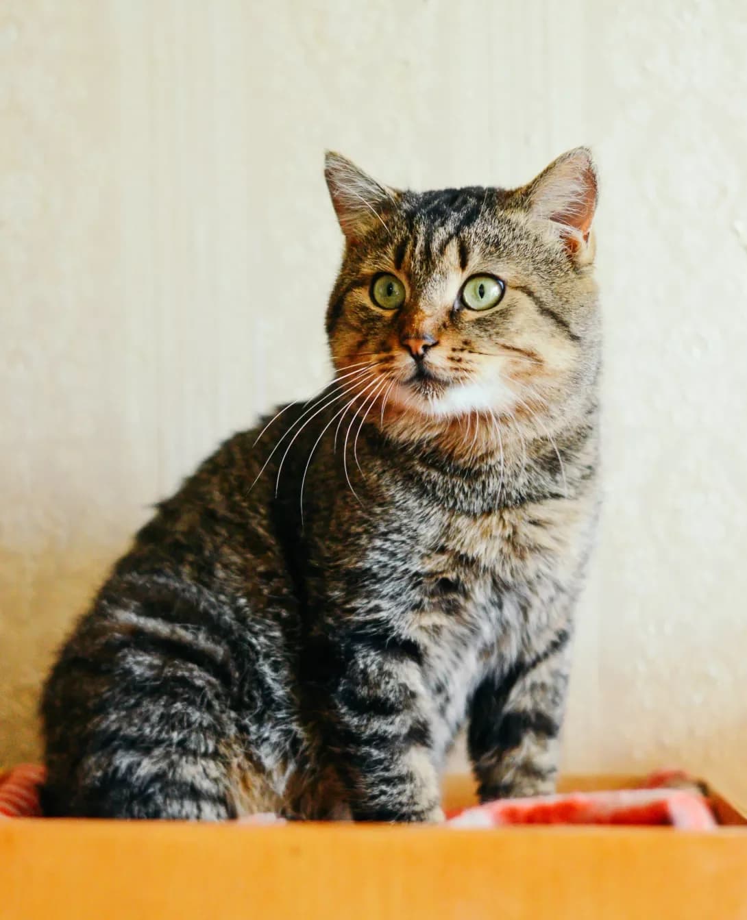 Agrus (Агрус), male 3yo Mixed Breed for adoption at Happy Paw Kyiv