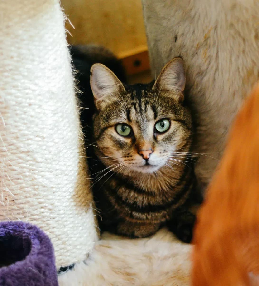 Marfusha (Марфуша), female 4yo Mixed Breed for adoption at Happy Paw Kyiv