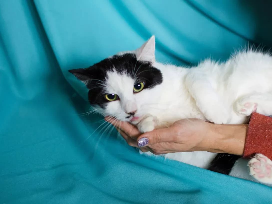 Mushka (Мушка), female 3yo Mixed Breed for adoption at Happy Paw Kyiv