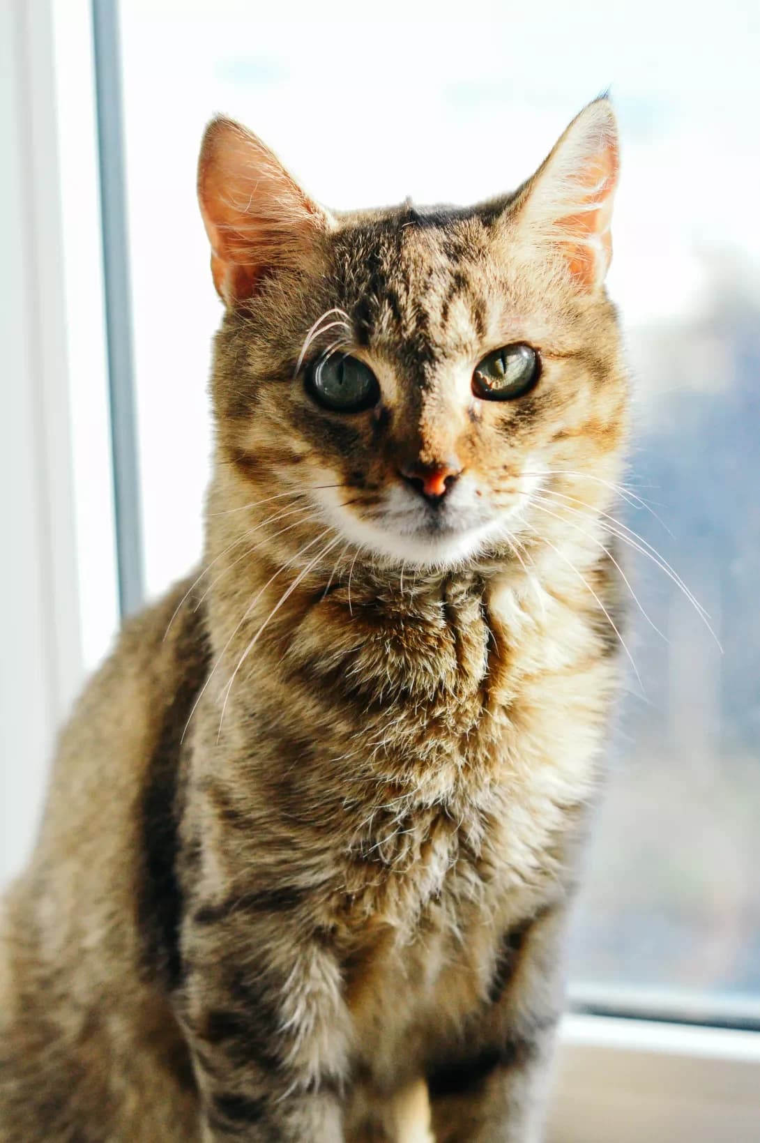 Sofi (Софи), female 3yo Mixed Breed for adoption at Happy Paw Kyiv