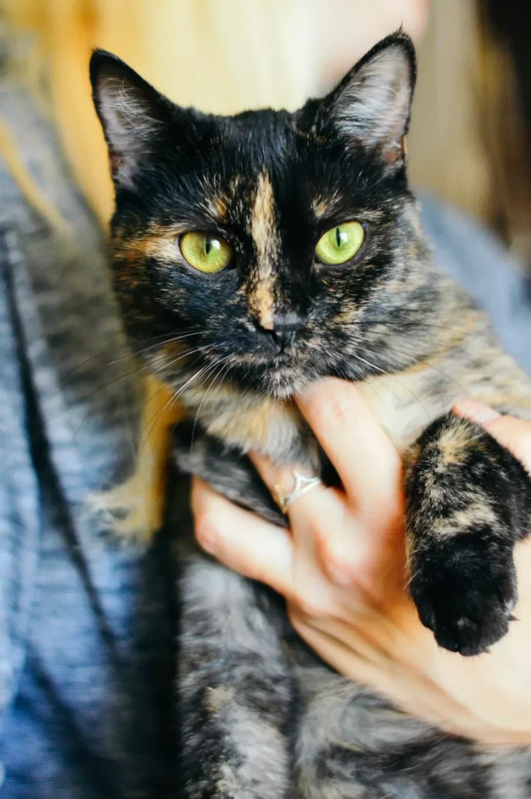 Sharlotta (Шарлотта), female 3yo Mixed Breed for adoption at Happy Paw Kyiv