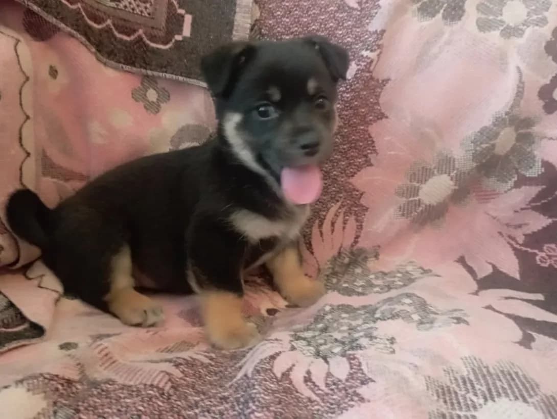 Rona (Рона), female young Mixed Breed for adoption at Happy Paw Kyiv