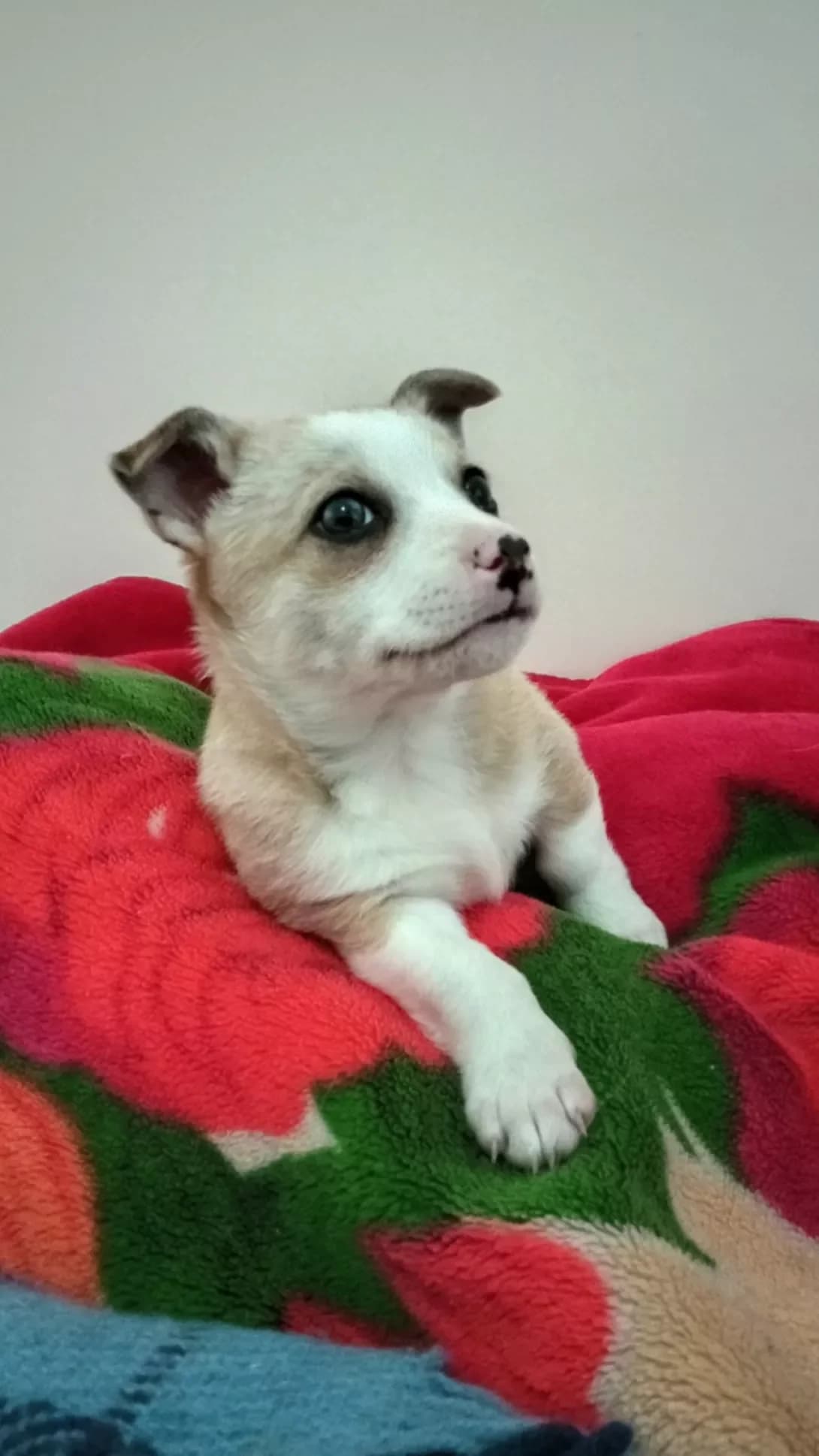 Ledi (Леді), female young Mixed Breed for adoption at Happy Paw Kyiv