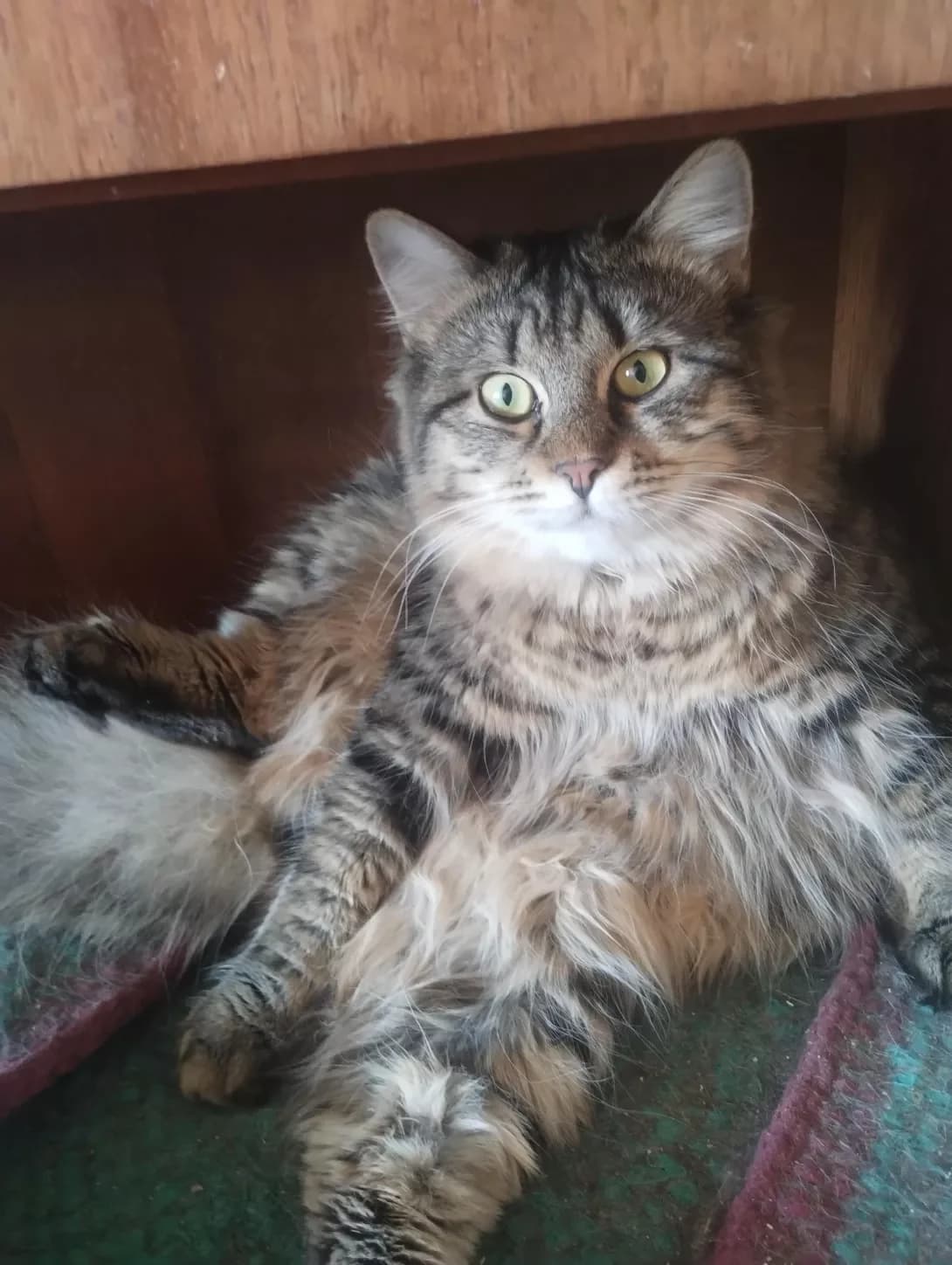 Kristian (Крістіан), male 3yo Mixed Breed for adoption at Happy Paw Kyiv