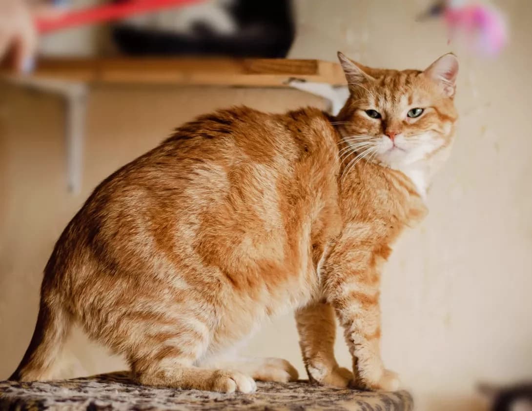 Vognik (Вогник), male 3yo Mixed Breed for adoption at Happy Paw Kyiv