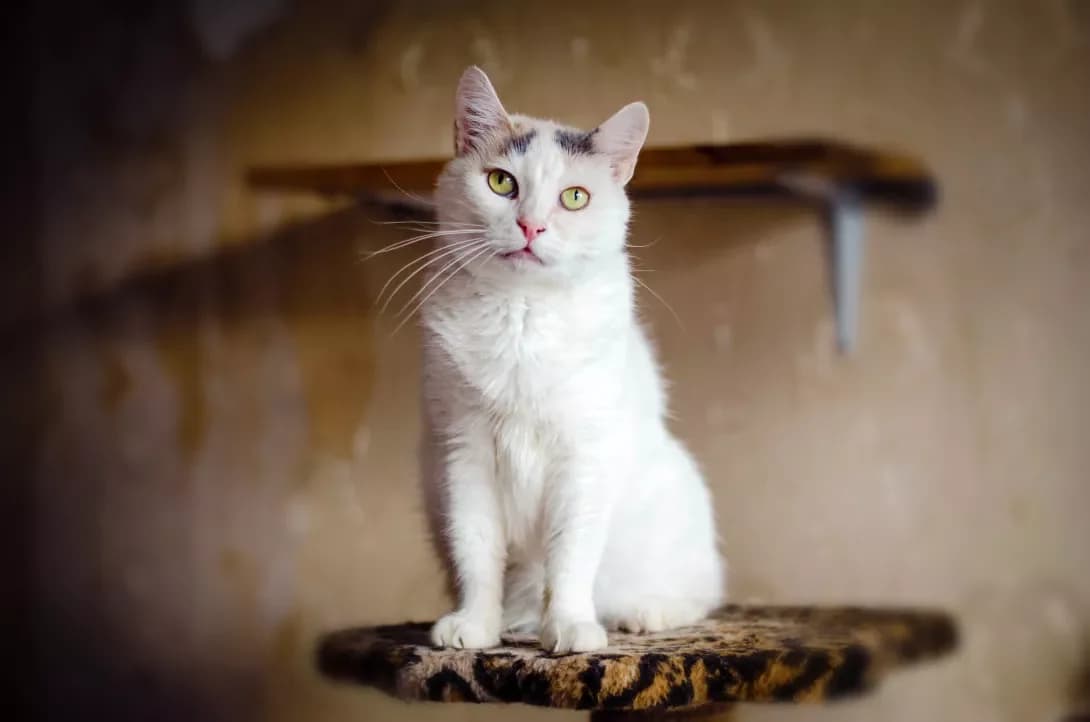 Dzhina (Джина), female 3yo Mixed Breed for adoption at Happy Paw Kyiv