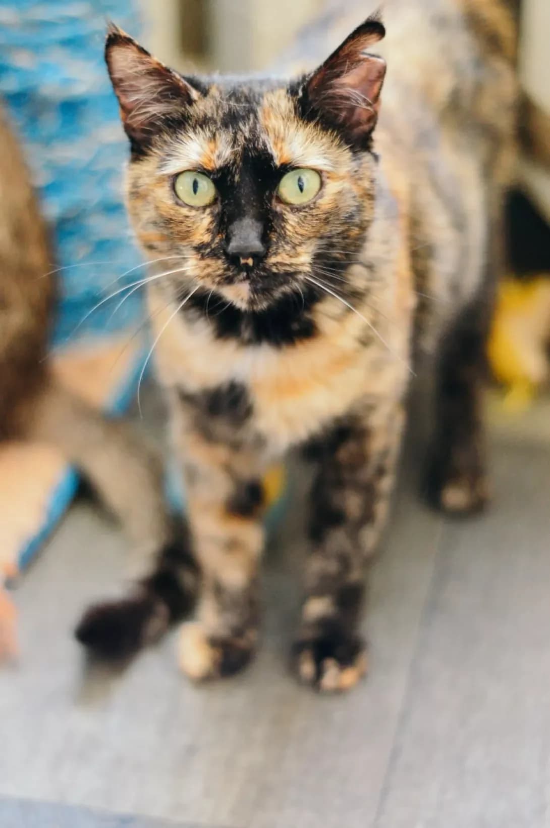 Koritsa (Корица), female 3yo Mixed Breed for adoption at Happy Paw Kyiv