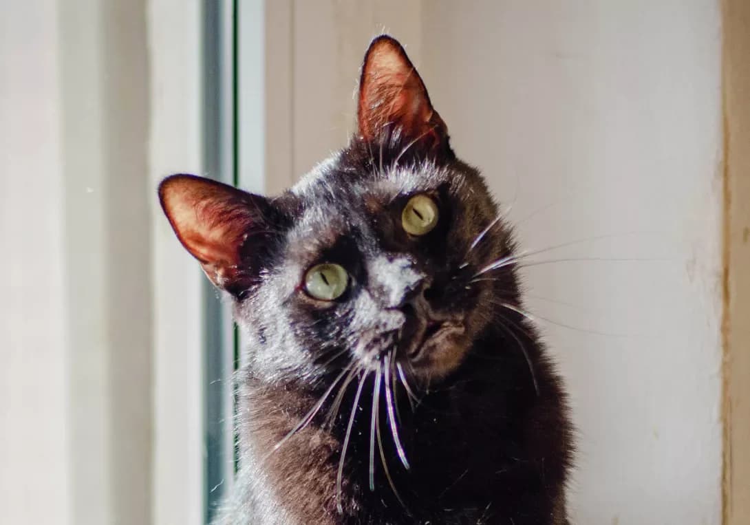 London (Лондон), male 3yo Mixed Breed for adoption at Happy Paw Kyiv
