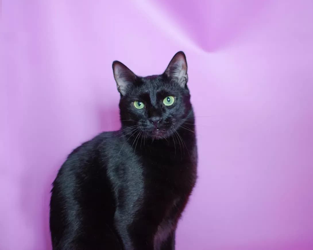 Rubin (Рубін), male 3yo Mixed Breed for adoption at Happy Paw Kyiv