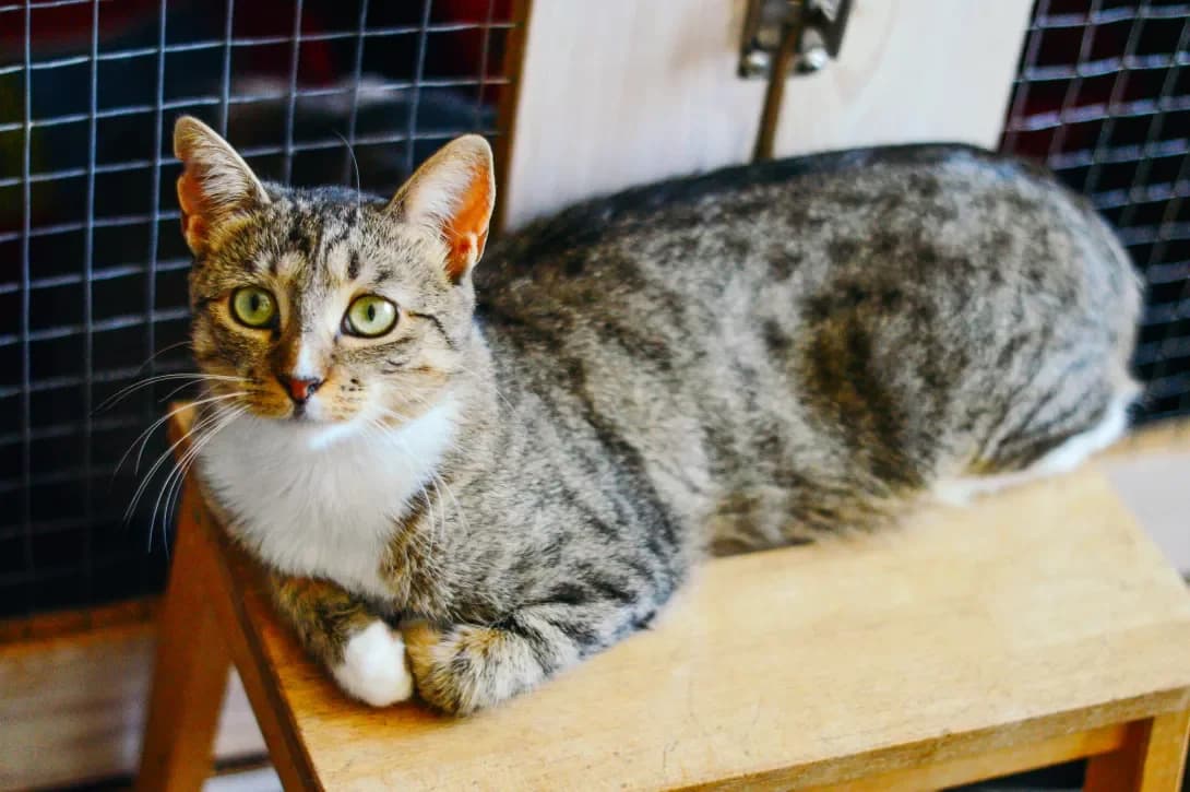 Sunitsya (Суниця), female 3yo Mixed Breed for adoption at Happy Paw Kyiv