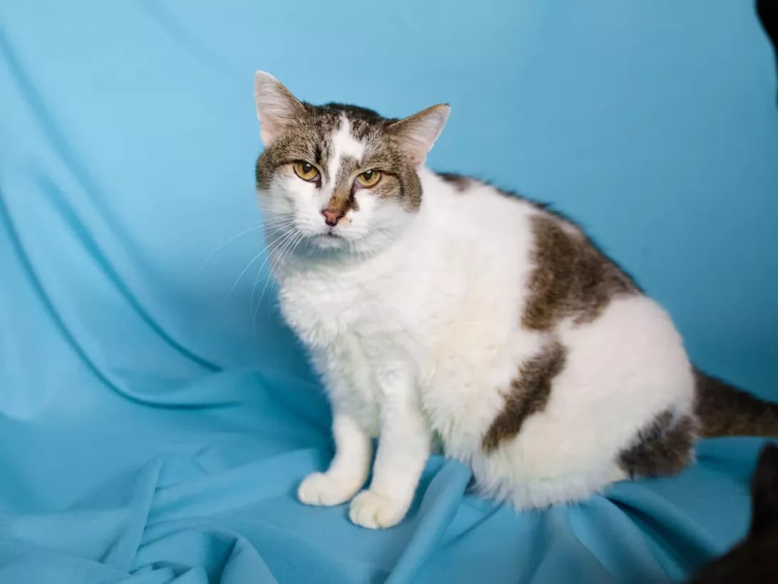 Rozita (Розита), female 4yo Mixed Breed for adoption at Happy Paw Kyiv