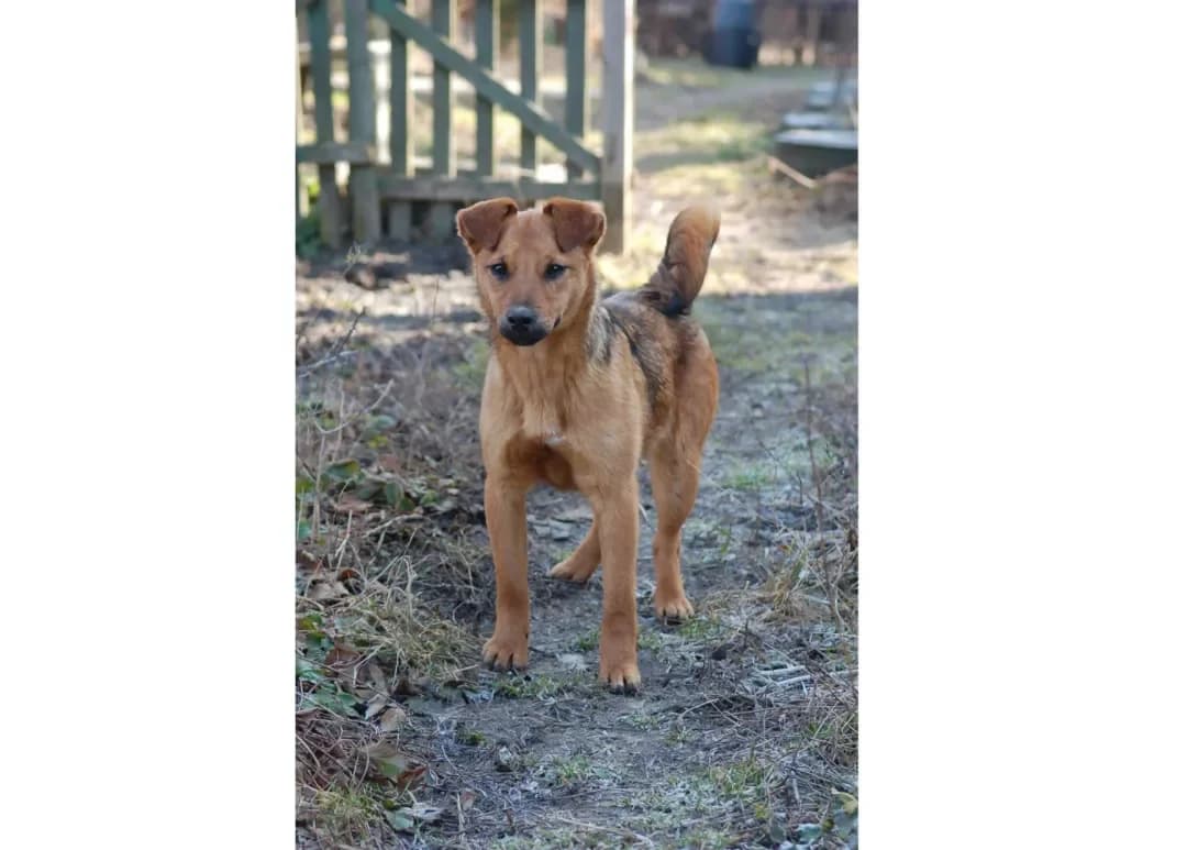 Shenti (Шенті), female young Mixed Breed for adoption at Happy Paw Poltava