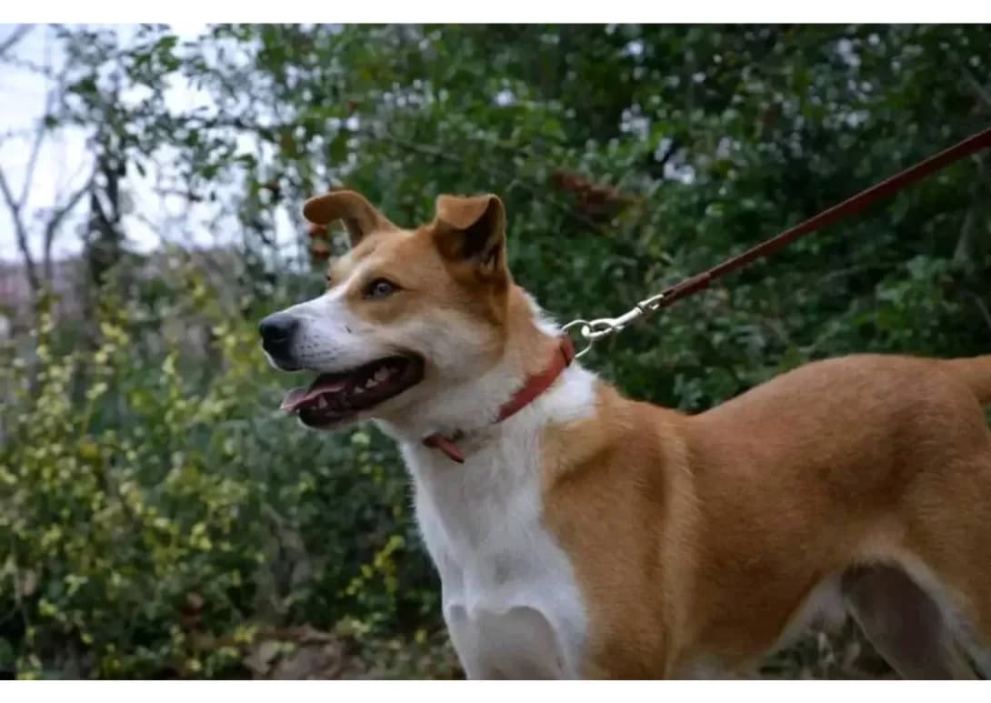 Foks (Фокс), male 4yo Mixed Breed for adoption at Happy Paw Kyiv