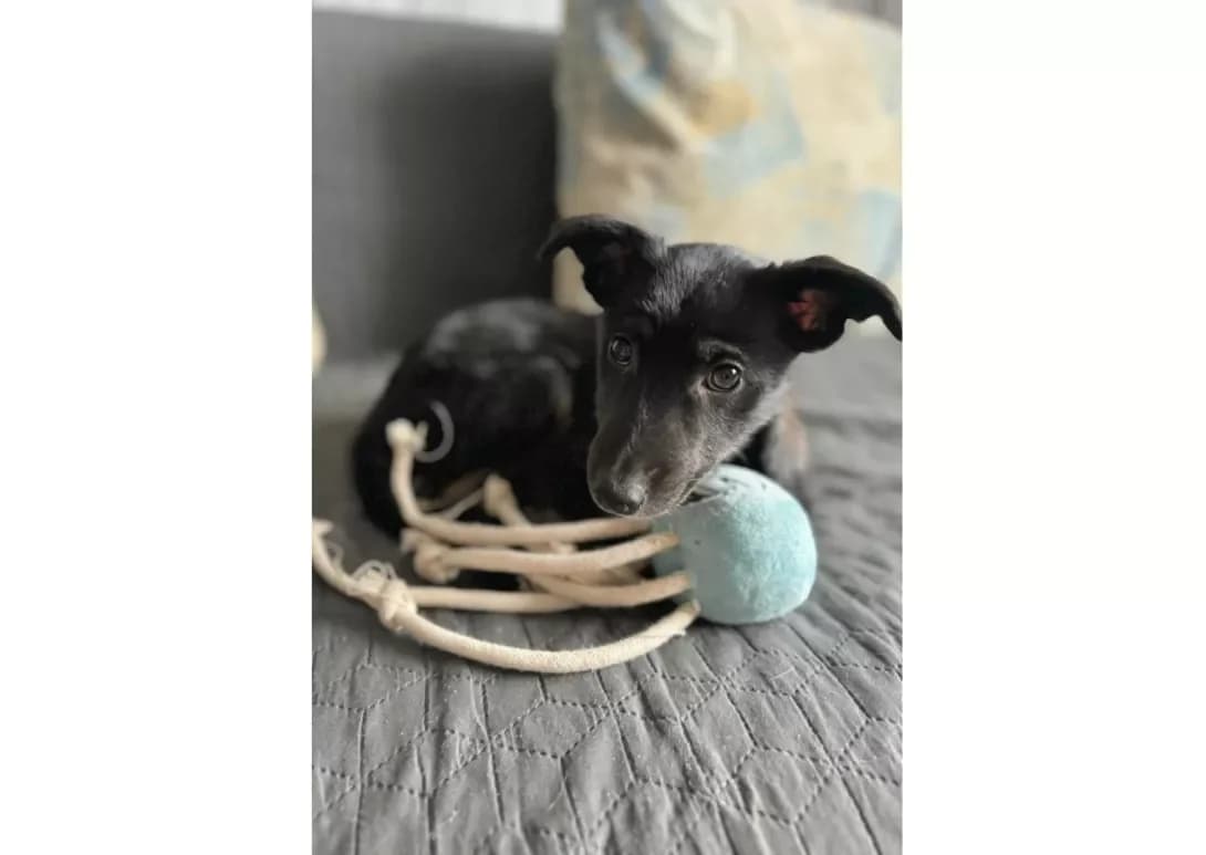 Kora (Кора), female young Mixed Breed for adoption at Happy Paw Kyiv