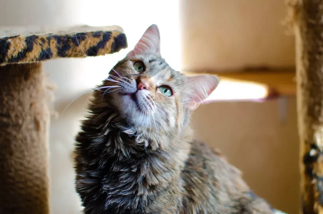 Muza (Муза), female 3yo Mixed Breed for adoption at Happy Paw Kyiv