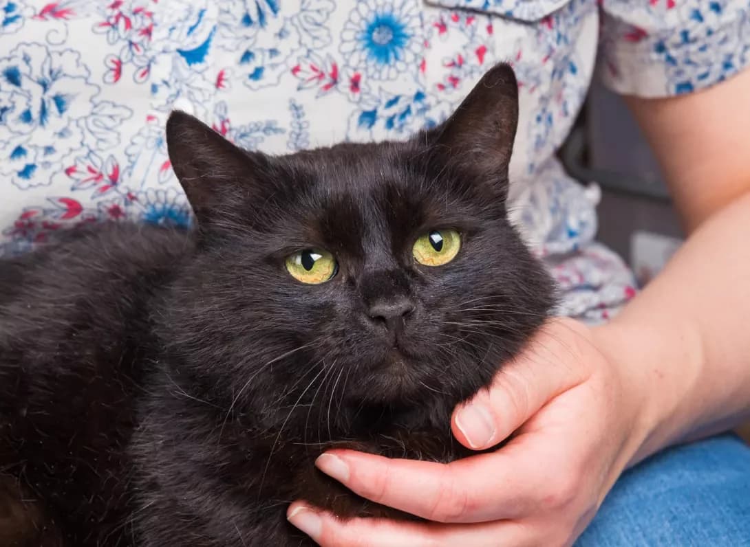 Nayt (Найт), male 3yo Mixed Breed for adoption at Happy Paw Kyiv