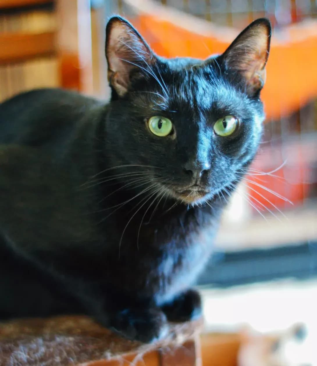 Sidney (Сидней), male 3yo Mixed Breed for adoption at Happy Paw Kyiv