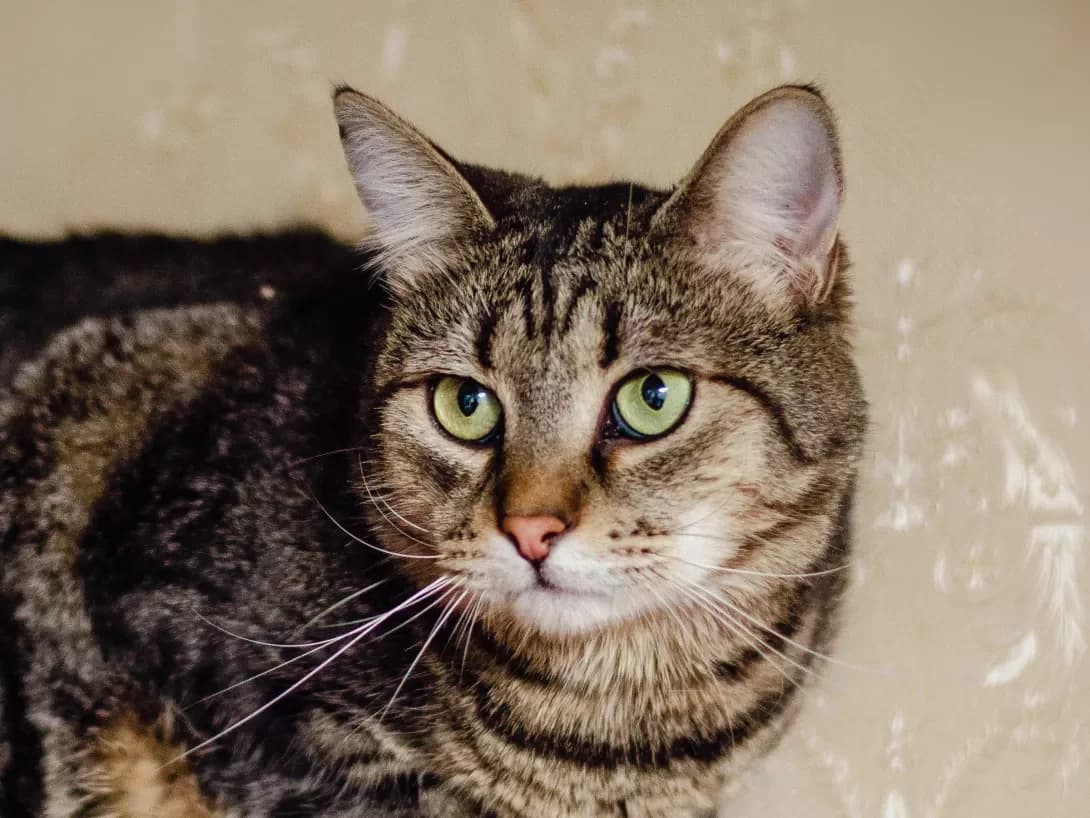 Timofey (Тимофей), male 3yo Mixed Breed for adoption at Happy Paw Kyiv