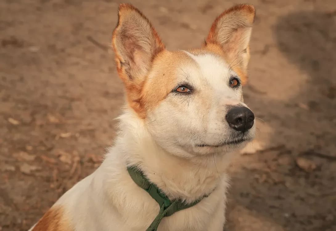 Odri (Одрі), female 5yo Mixed Breed for adoption at Happy Paw Kyiv