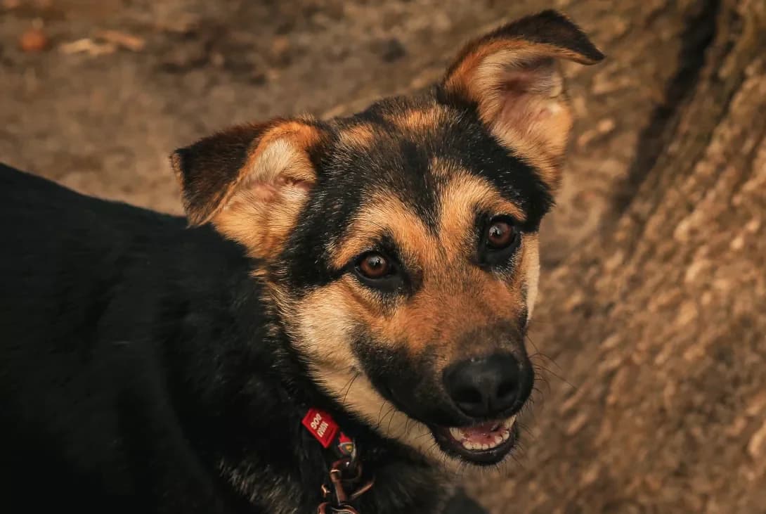 Bantik (Бантік), male 3yo Mixed Breed for adoption at Happy Paw Kyiv