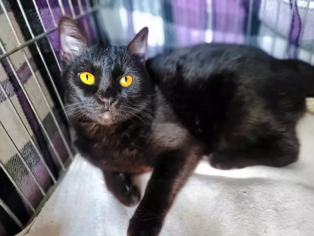 Sonka (Сонька), female 3yo Mixed Breed for adoption at Happy Paw Kyiv