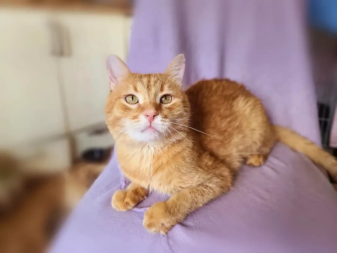 Keksik (Кексик), male 6yo Mixed Breed for adoption at Happy Paw Kyiv