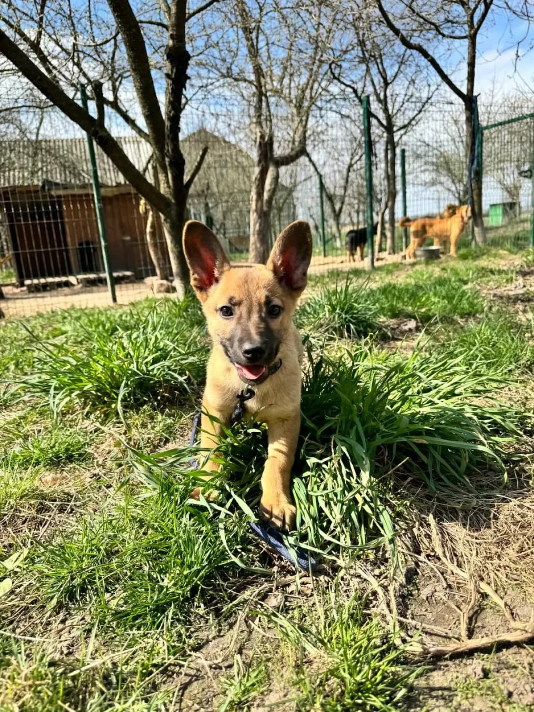 Khani & Peper (Хані & Пепер), female young Mixed Breed for adoption at Happy Paw Kyiv