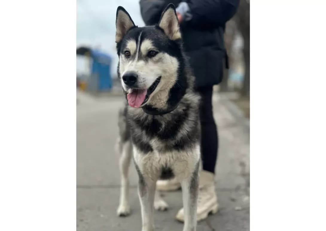 Oskar (Оскар), male 6yo Mixed Breed for adoption at Happy Paw Kyiv