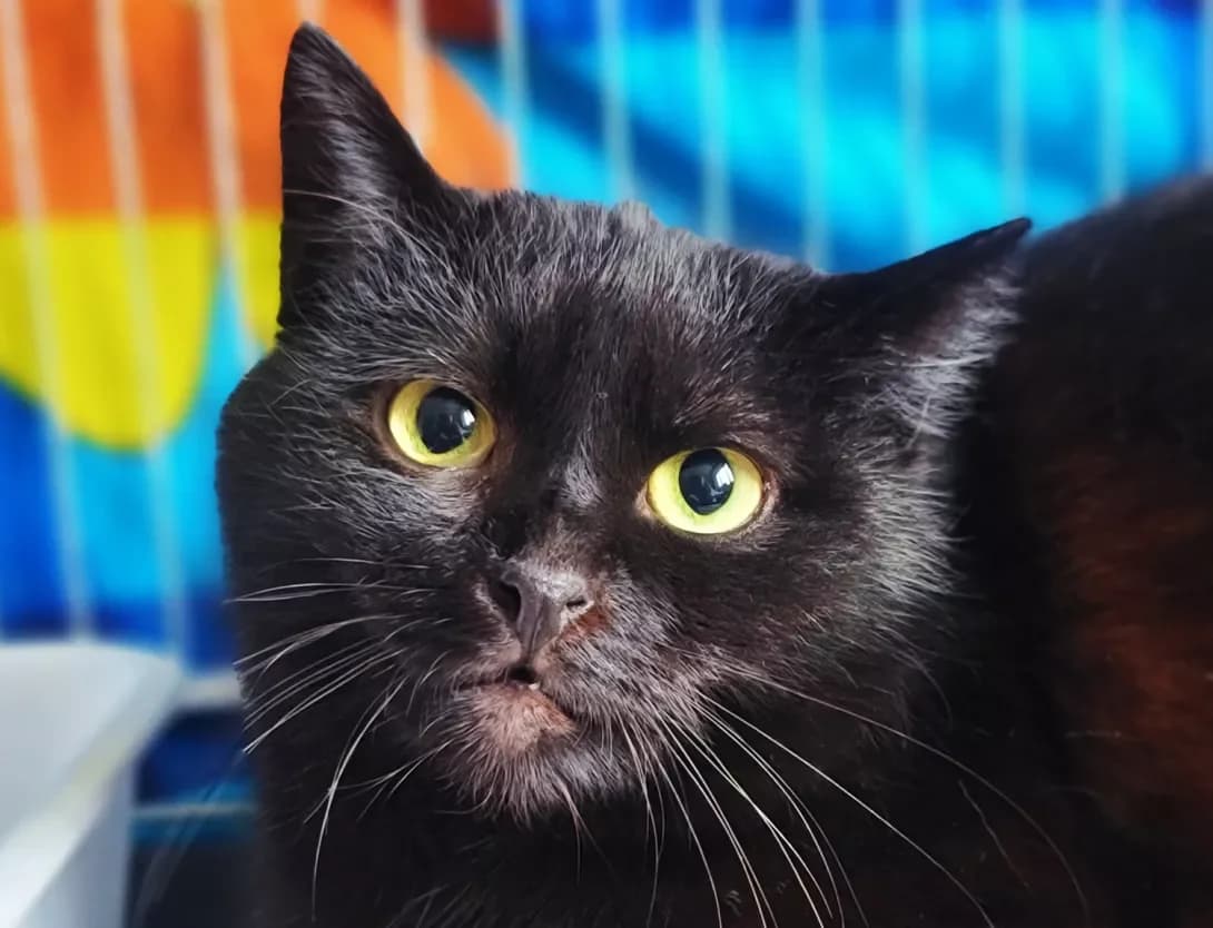 Chornitsya (Чорниця), female 3yo Mixed Breed for adoption at Happy Paw Kyiv
