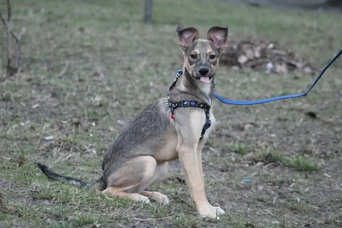 Dana (Дана), female young Mixed Breed for adoption at Happy Paw Kyiv