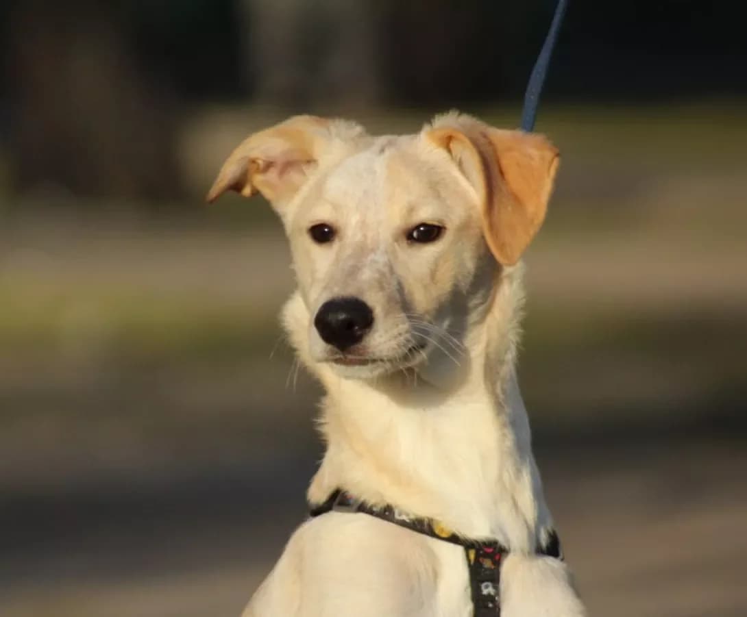 Smuzhechka (Смужечка), female young Mixed Breed for adoption at Happy Paw Kyiv