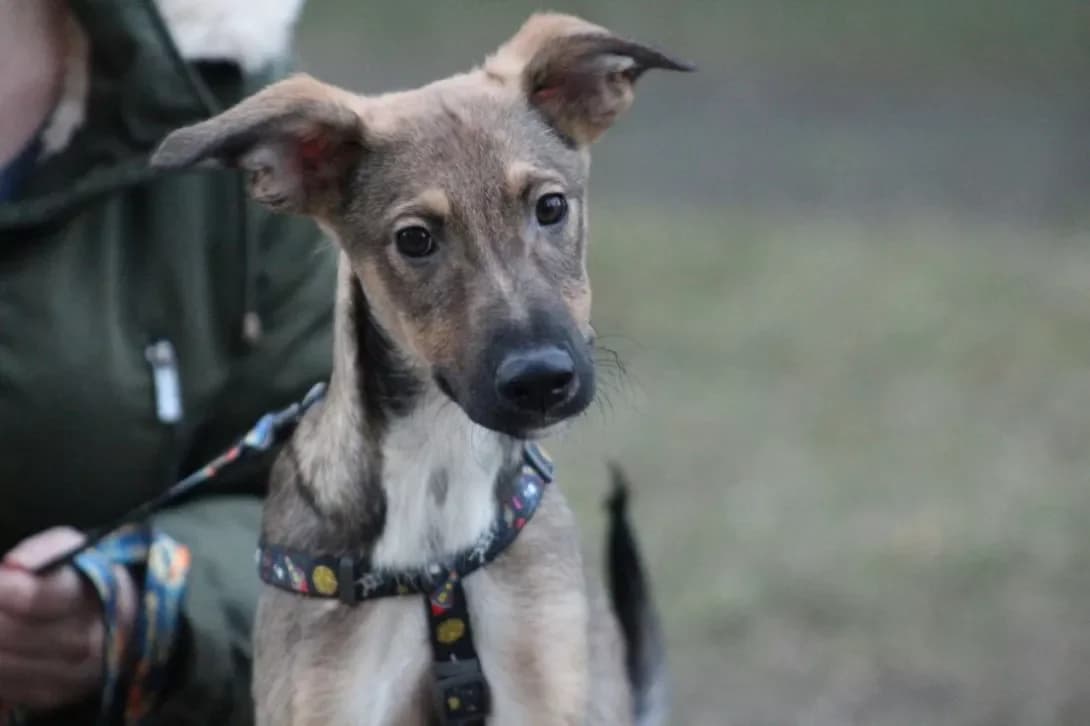 Bublik (Бублік), male young Mixed Breed for adoption at Happy Paw Kyiv