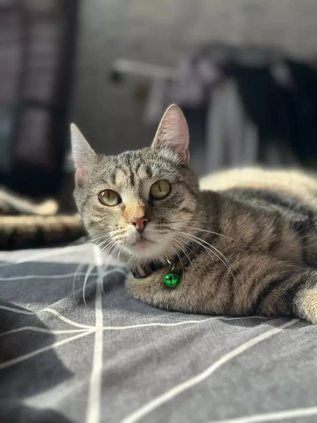 Mishka (Мишка), female 3yo Mixed Breed for adoption at Happy Paw Kyiv